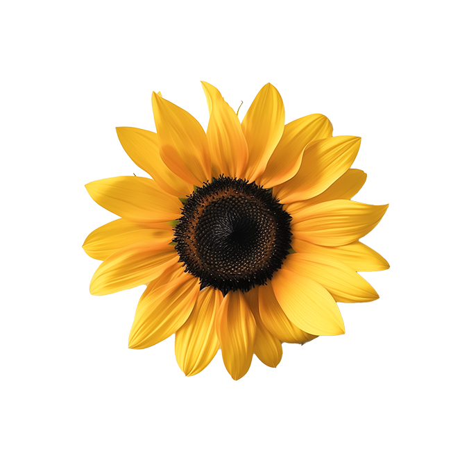 callecapital_A_single_beeatiful_sunflower_with_a_simple_white_b_74356ea5-9d35-4d26-a4e0-f42c8d7c47041.png